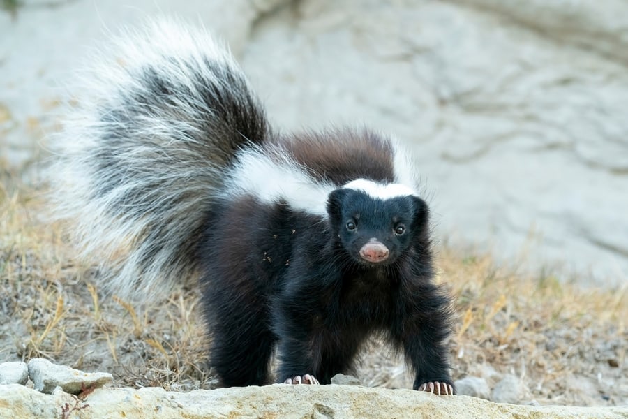 Skunk Roaming Around