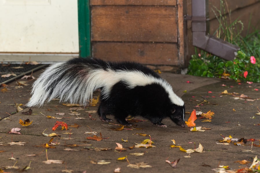 Skunk Walking Near A House