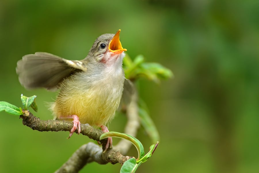 Sound Of Other Birds