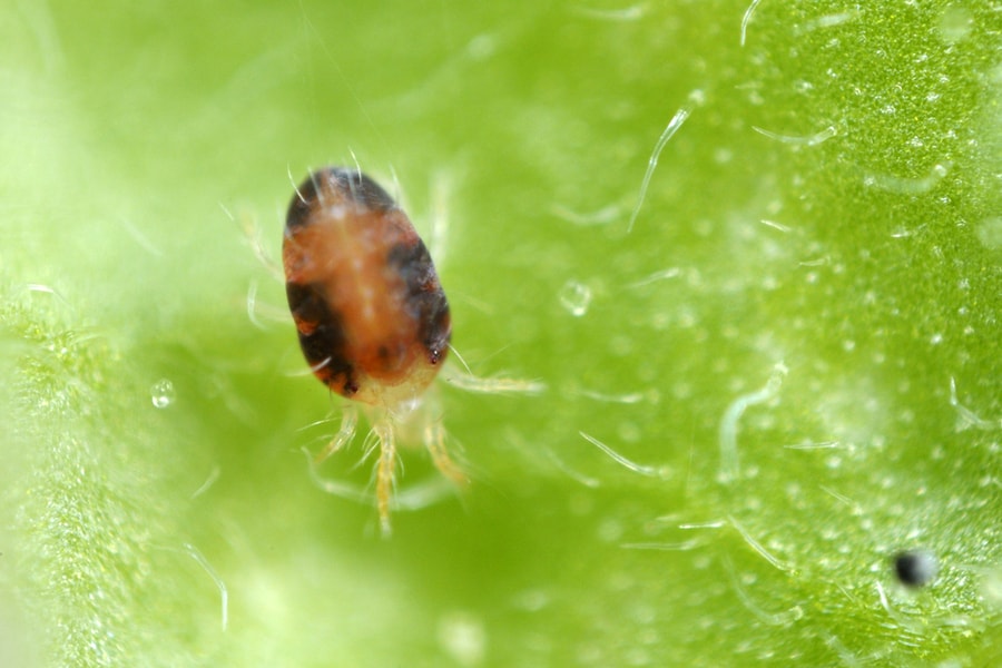 Spider Mites