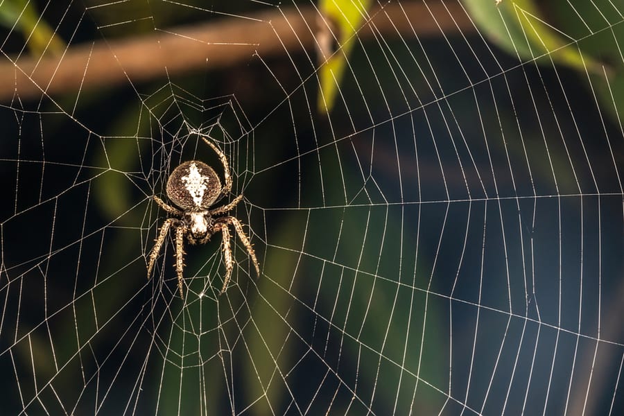 Spider With Close Up View.