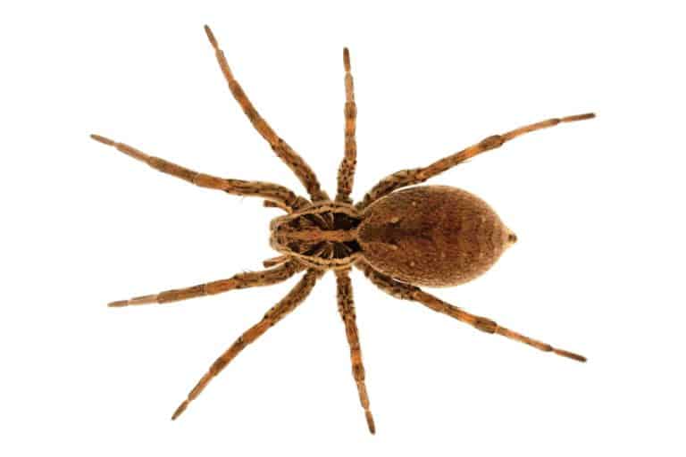 5 Bugs That PineSol Repels BeatPests