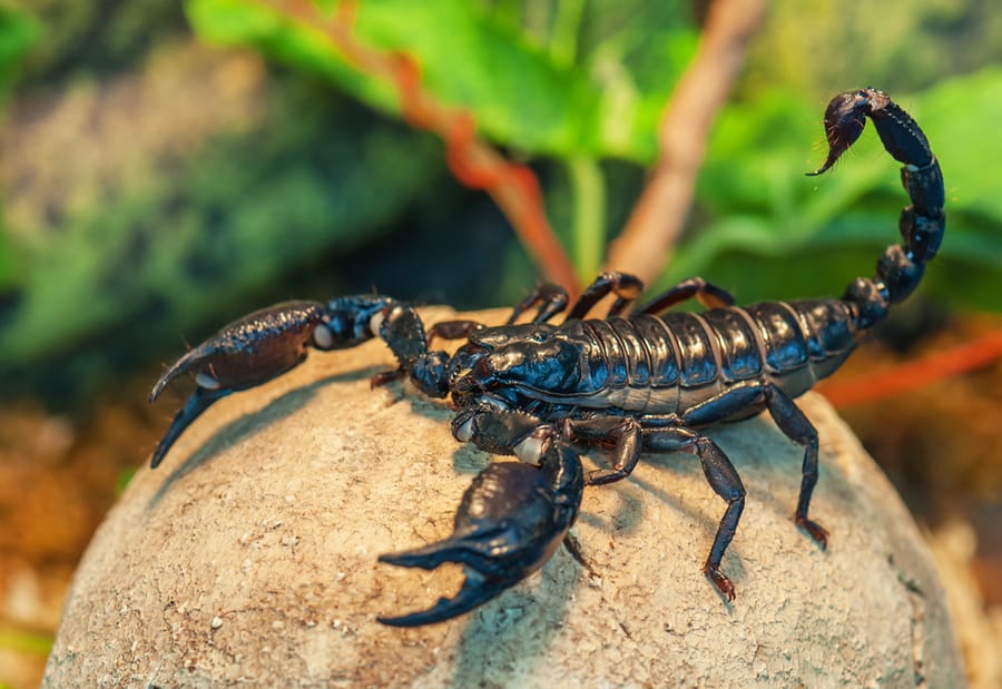 Spotted Scorpion