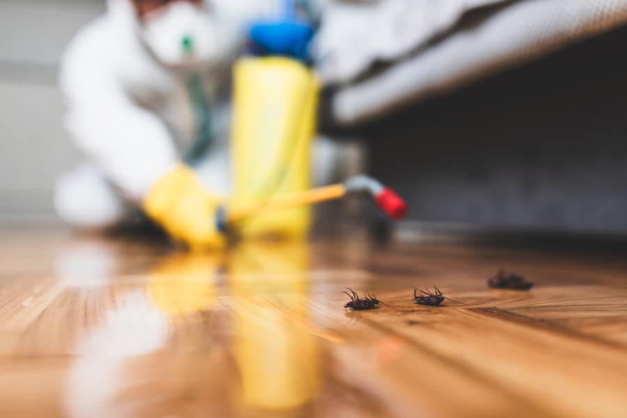 Spraying Pesticide With Sprayer Under Furniture