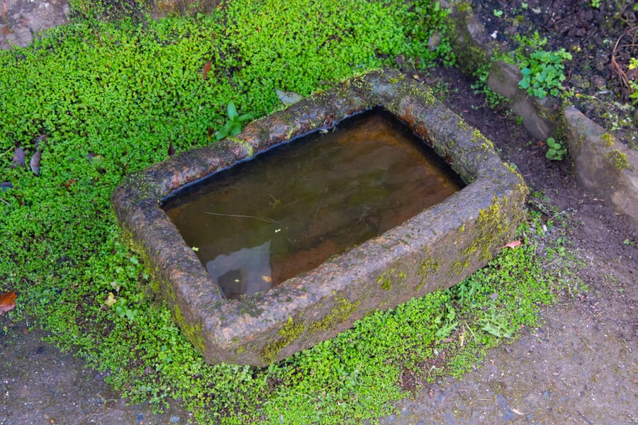 Stagnant Water In A House