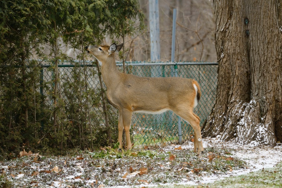 Stay Away From Deer-Favourite Plants