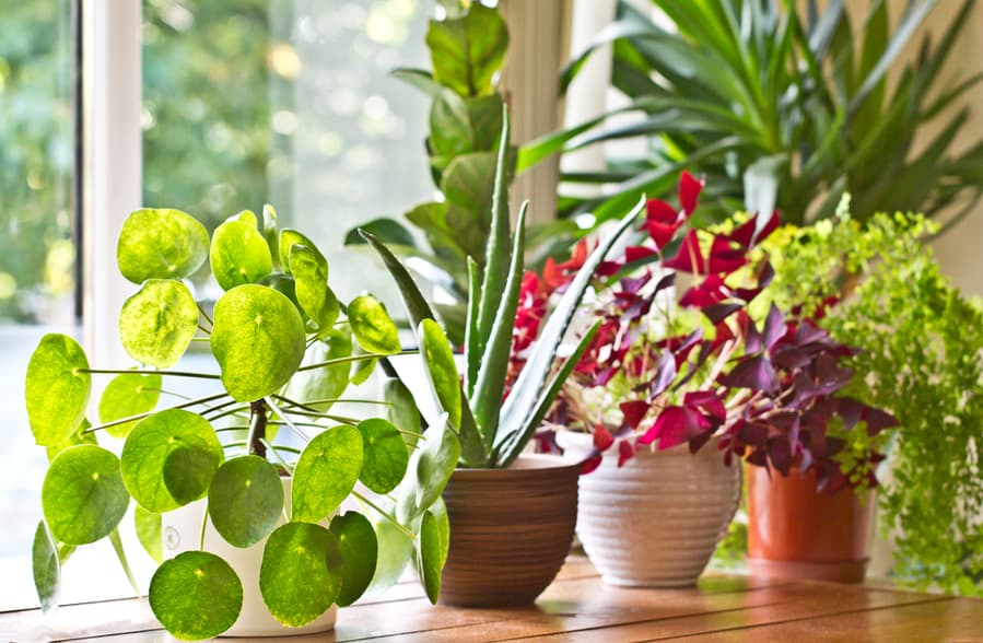 Steps To Stop Fruit Flies On Indoor Plants