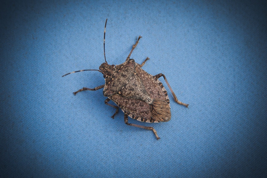 Stink Bugs