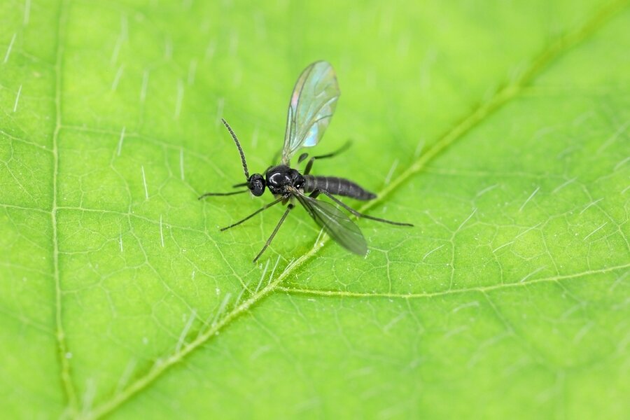Strategies To Keep Gnats Away From Dogs