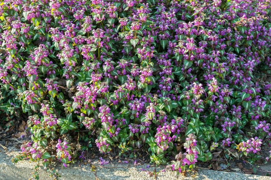 Strong Smelling Plants (Dead Nettle)