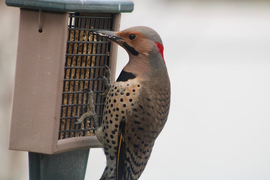 Suet Feeder With A Tail Prop