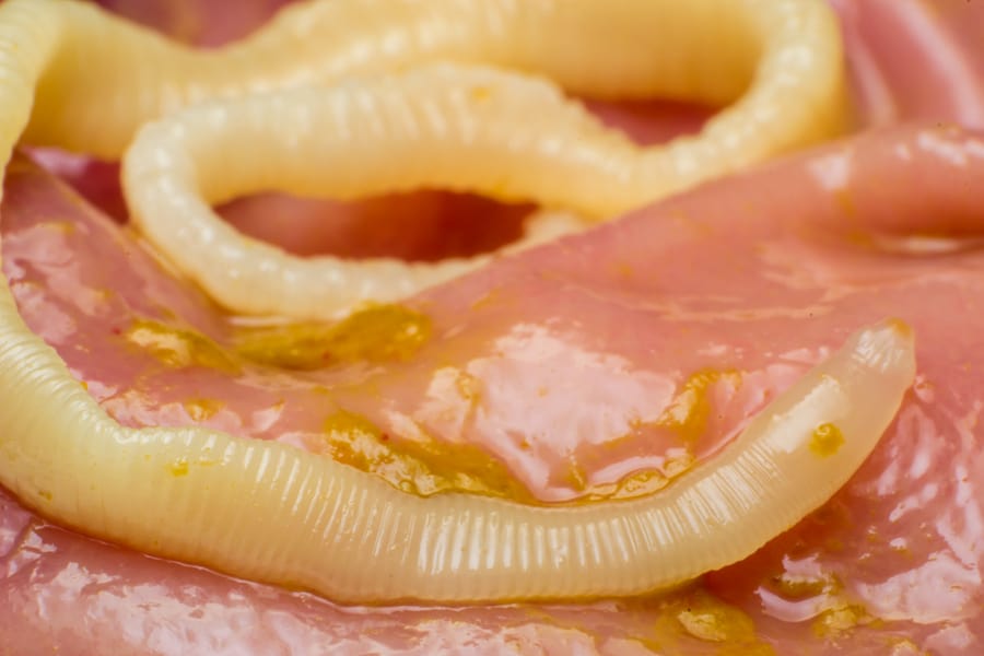 Tapeworms