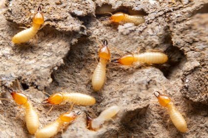 Termite Invasion