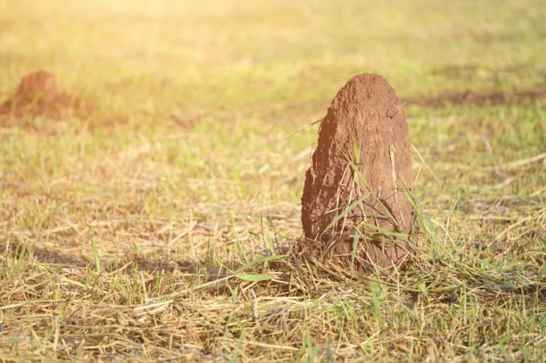 Tyramite Invation What Do Termites Hate? | BeatPests