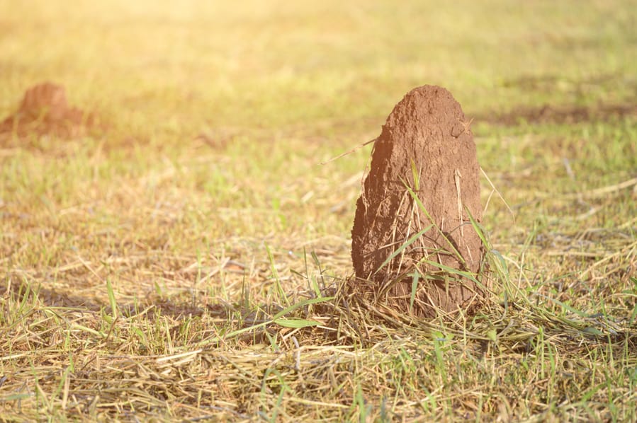 Termites Hate Sunlight