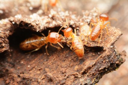 Termites On Forest