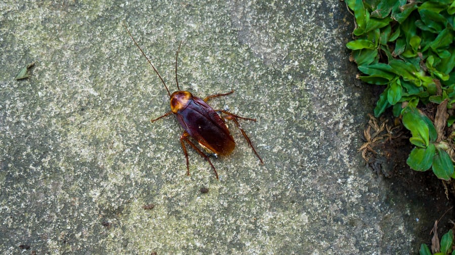 The American Cockroaches Bug Or (Periplaneta Americana - In Latin), Photographed At Close Range On The Limestone. Outdoor.