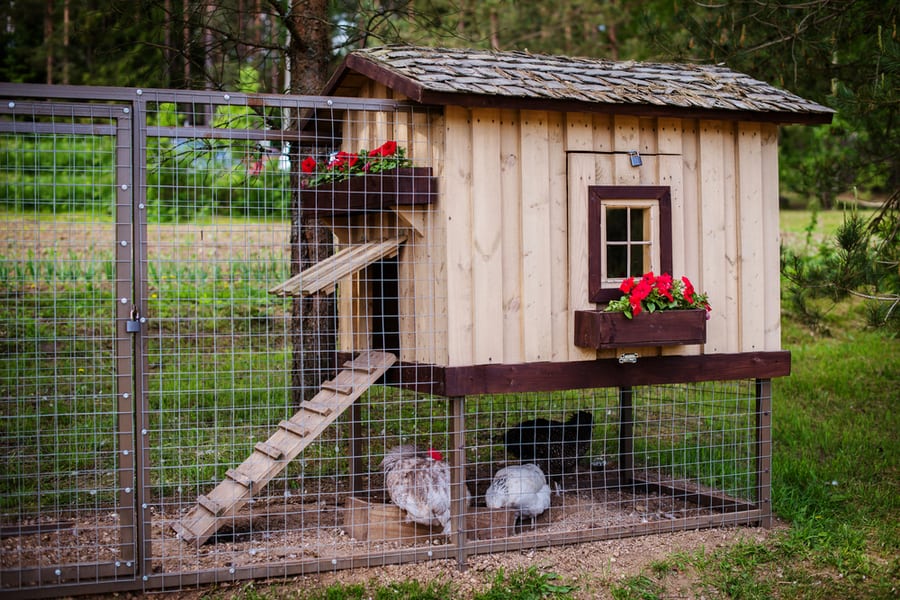 The Coop Should Be Raccoon-Proof