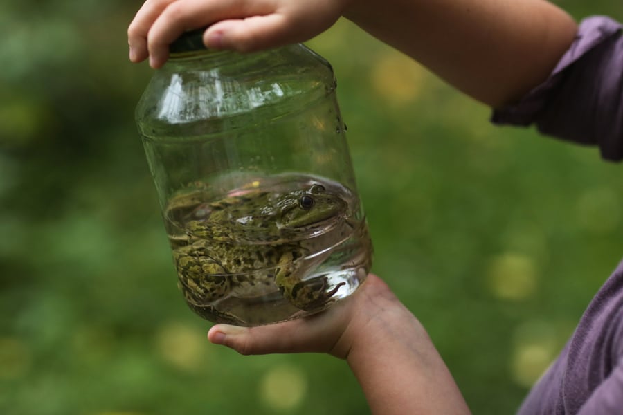 The Easiest Way To Catch A Frog