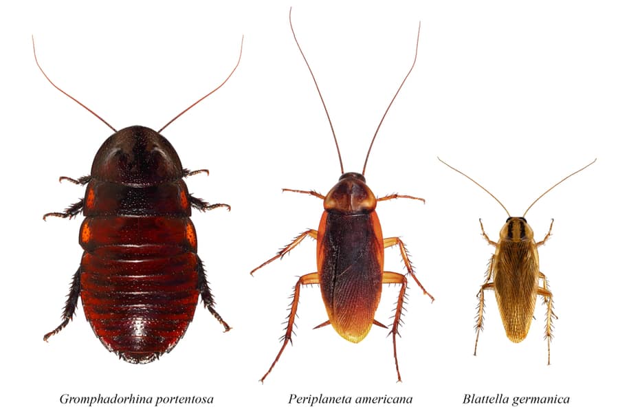 The Lifespan Of Roaches In An Empty House