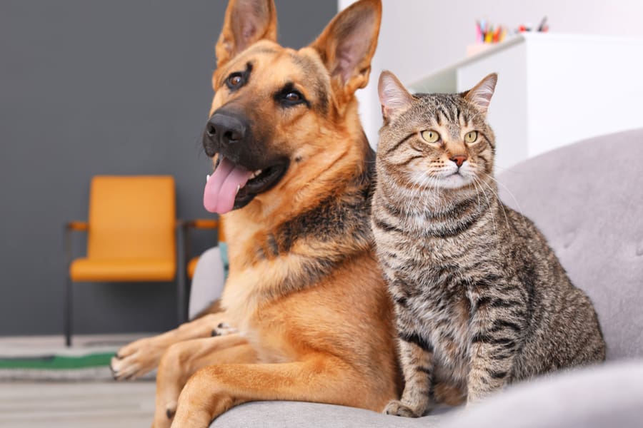 The Number Of Pets Residing In The Home