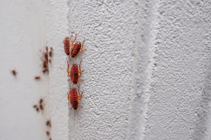 How To Know If Roaches Are In Walls Beatpests