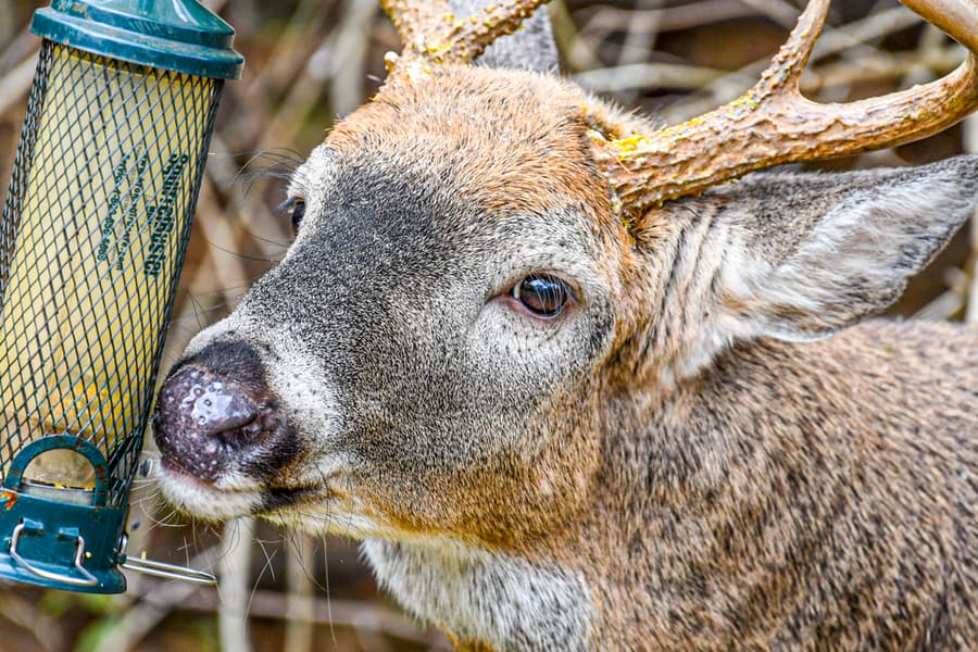 They Can Damage Birdfeeders