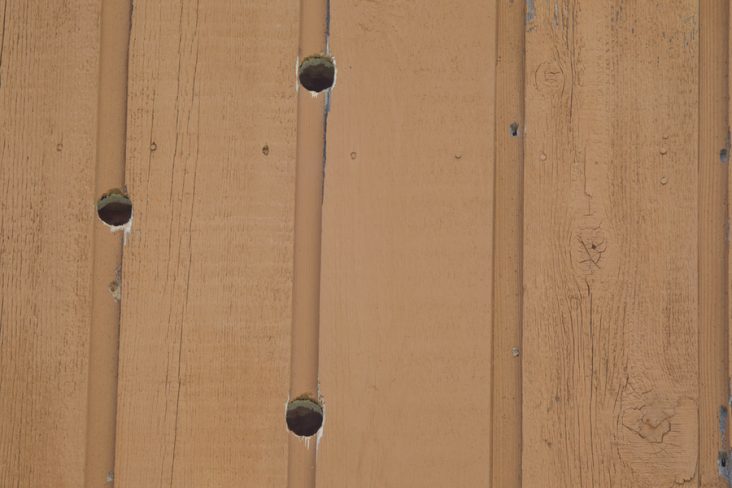 How To Deter Woodpeckers From Cedar Siding | BeatPests