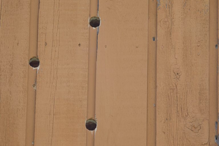 How To Deter Woodpeckers From Cedar Siding BeatPests
