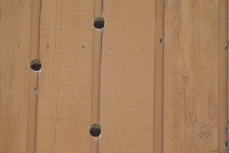 Three Woodpecker Holes In Cedar Siding On A House