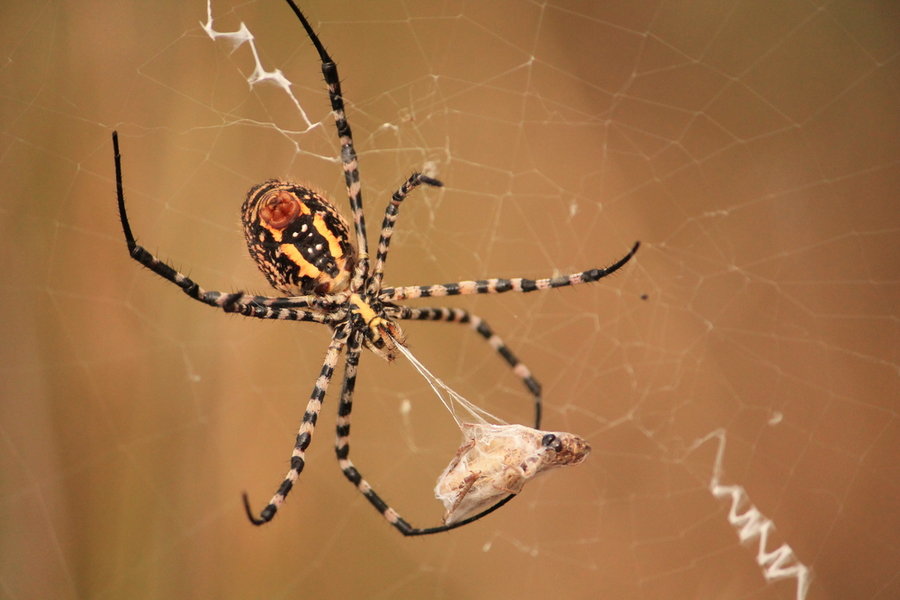 Tiger Spider Hunting Closeup