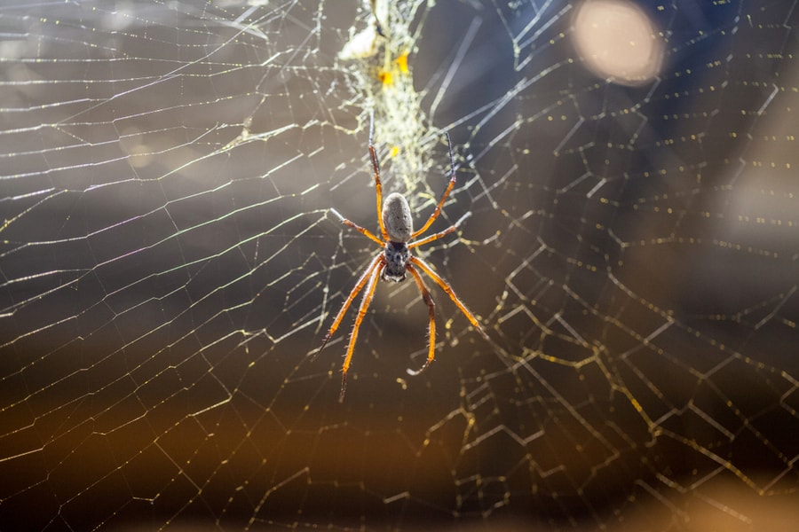 Tips On How To Clean Spider Droppings