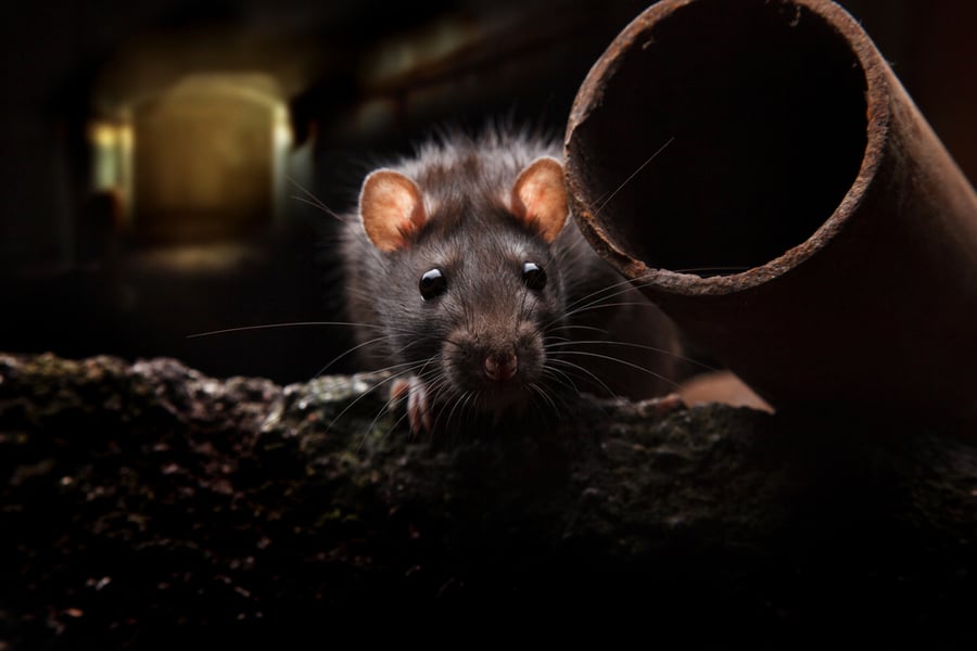 Tips To Catch A Rat In The Basement