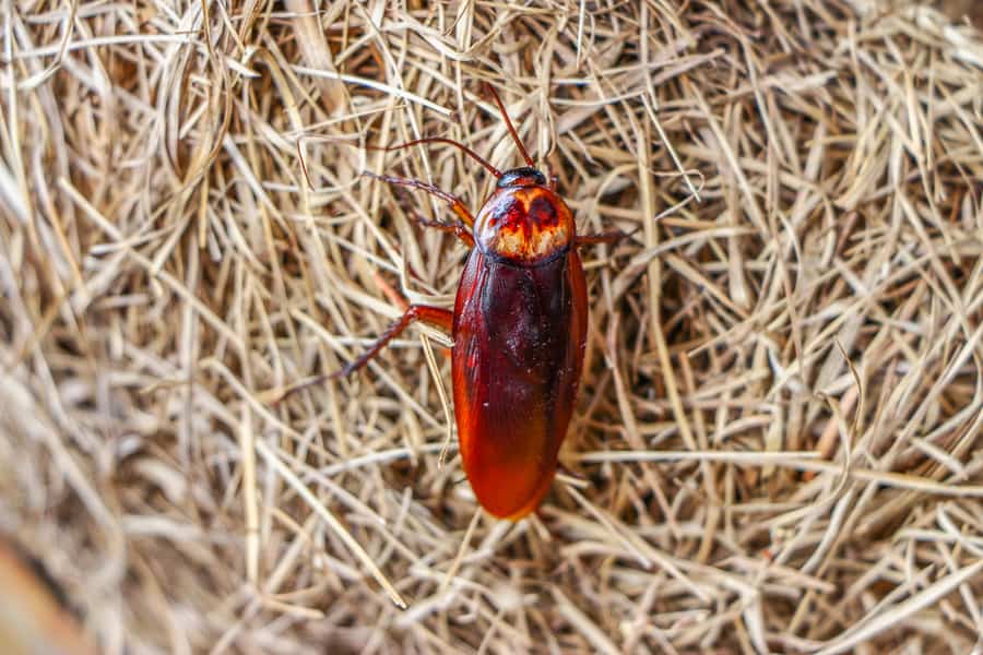 Tips To Keep Roaches Away From Pine Straw