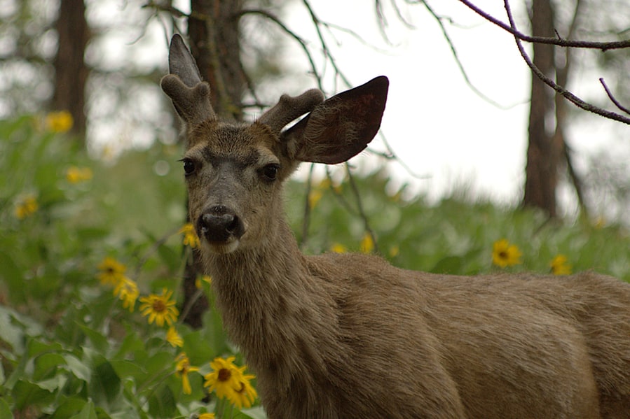 Tips To Keep The Deer Out Of Your Sunflowers