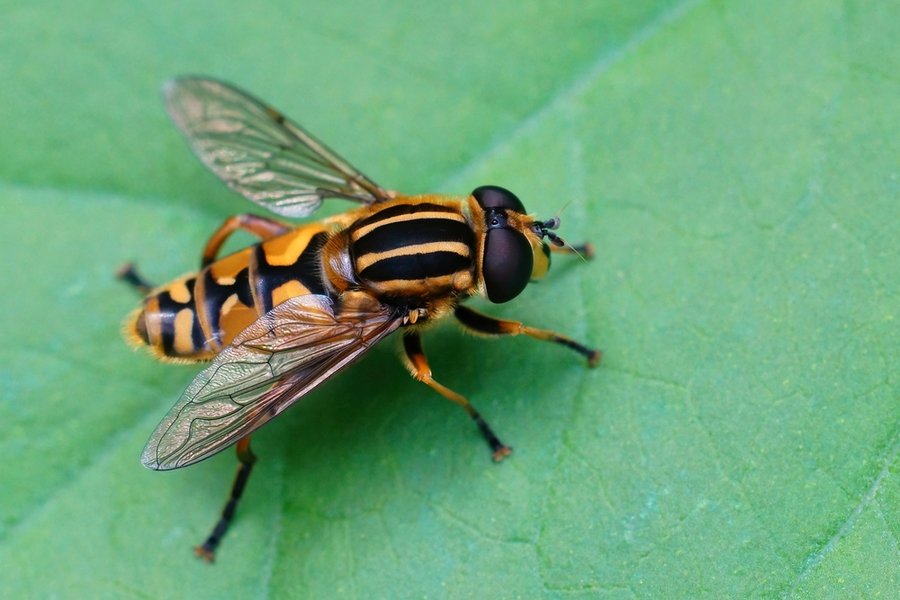 Tips To Repel Corn Flies Away From You And Your Compound