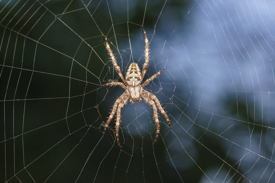 Tireless Tips To Keep Spiders Away From Leds