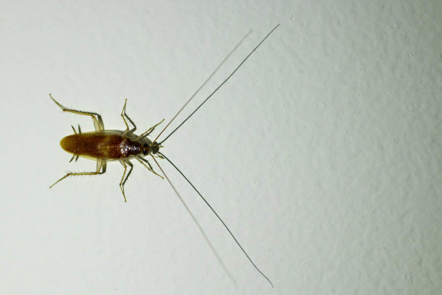 Top View Dead Cockroach