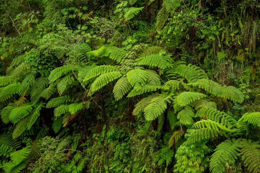 Toxic Foliage (Ferns)