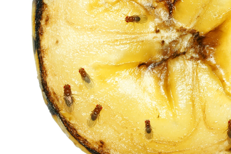 Trap Fruit Flies With Rotten Fruit