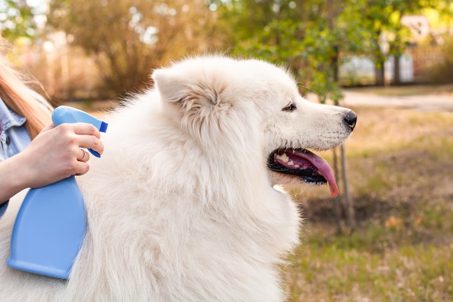 Treat Dog Against Ticks And Fleas