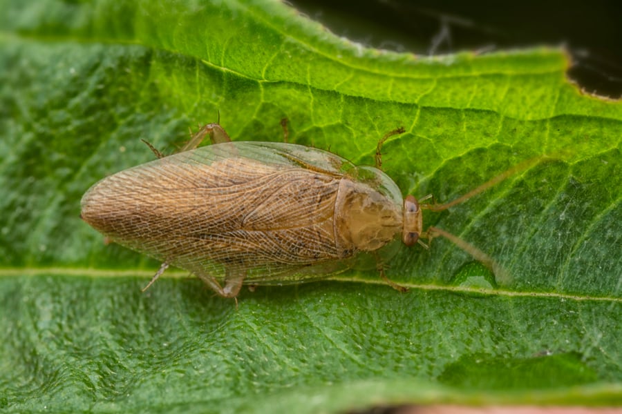 Trees That Attract Roaches Most