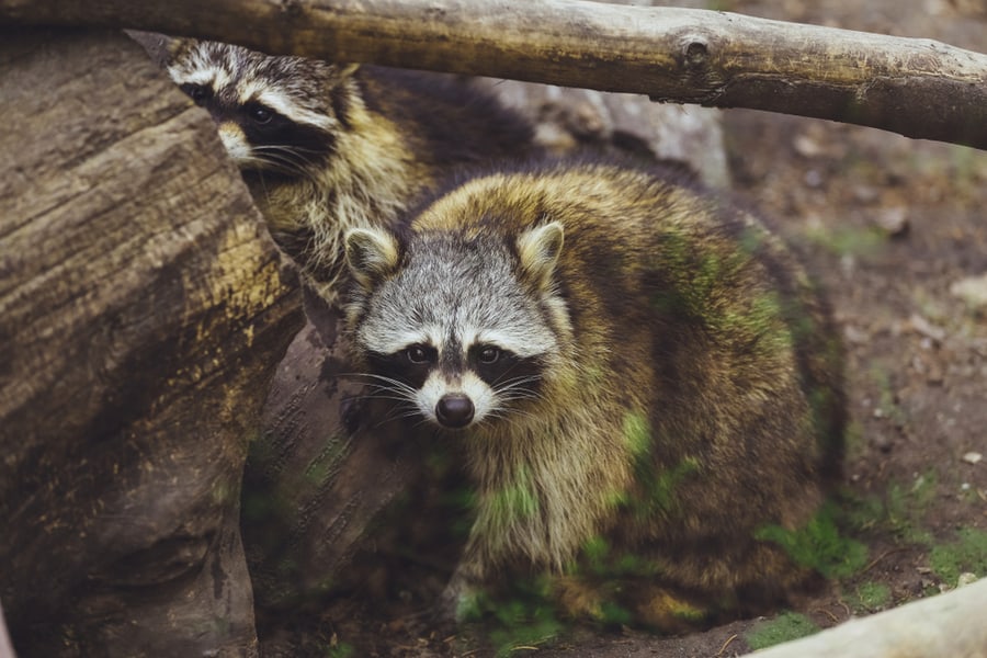 Two Beautiful Raccoons