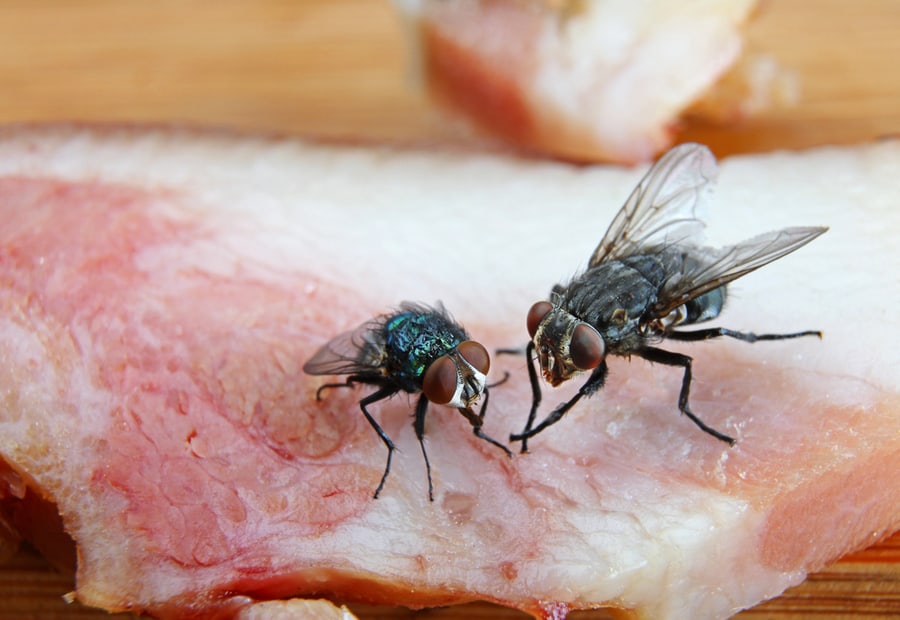 Two Houseflies On A Piece Of Red Meat