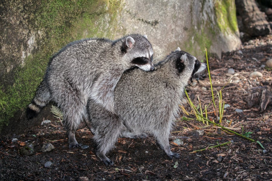 Two Raccoons Mating