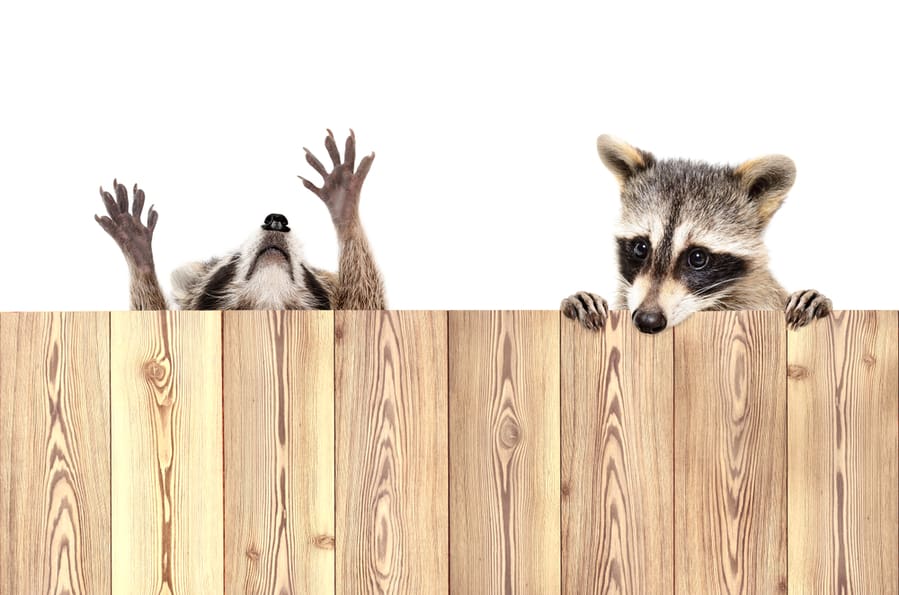Two Raccoons, Peeking From Behind A Fence, Isolated On White Background