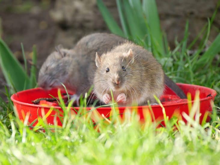 10 Plants That Naturally Repel Rats BeatPests