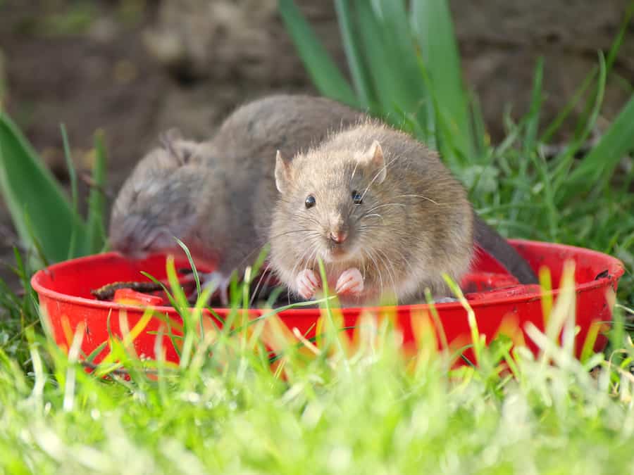 Two Wild Garden Rats Sat In A Bird Feeder, One Looking Straight At Camera One Asleep