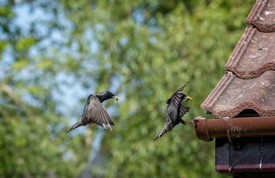 Types Of Birds Usually Found Under Eaves