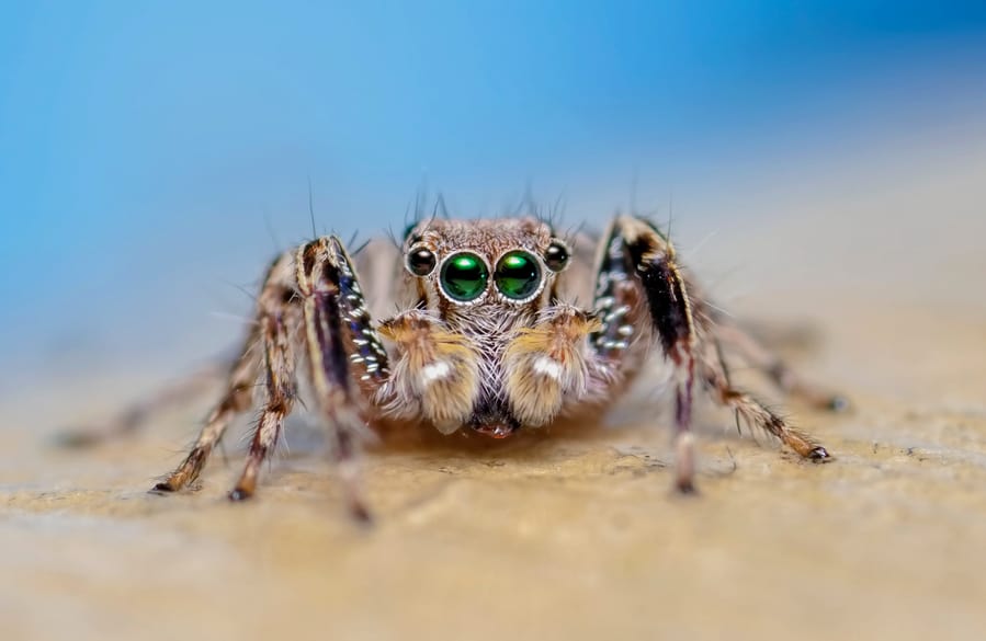 Understanding How Spiders See